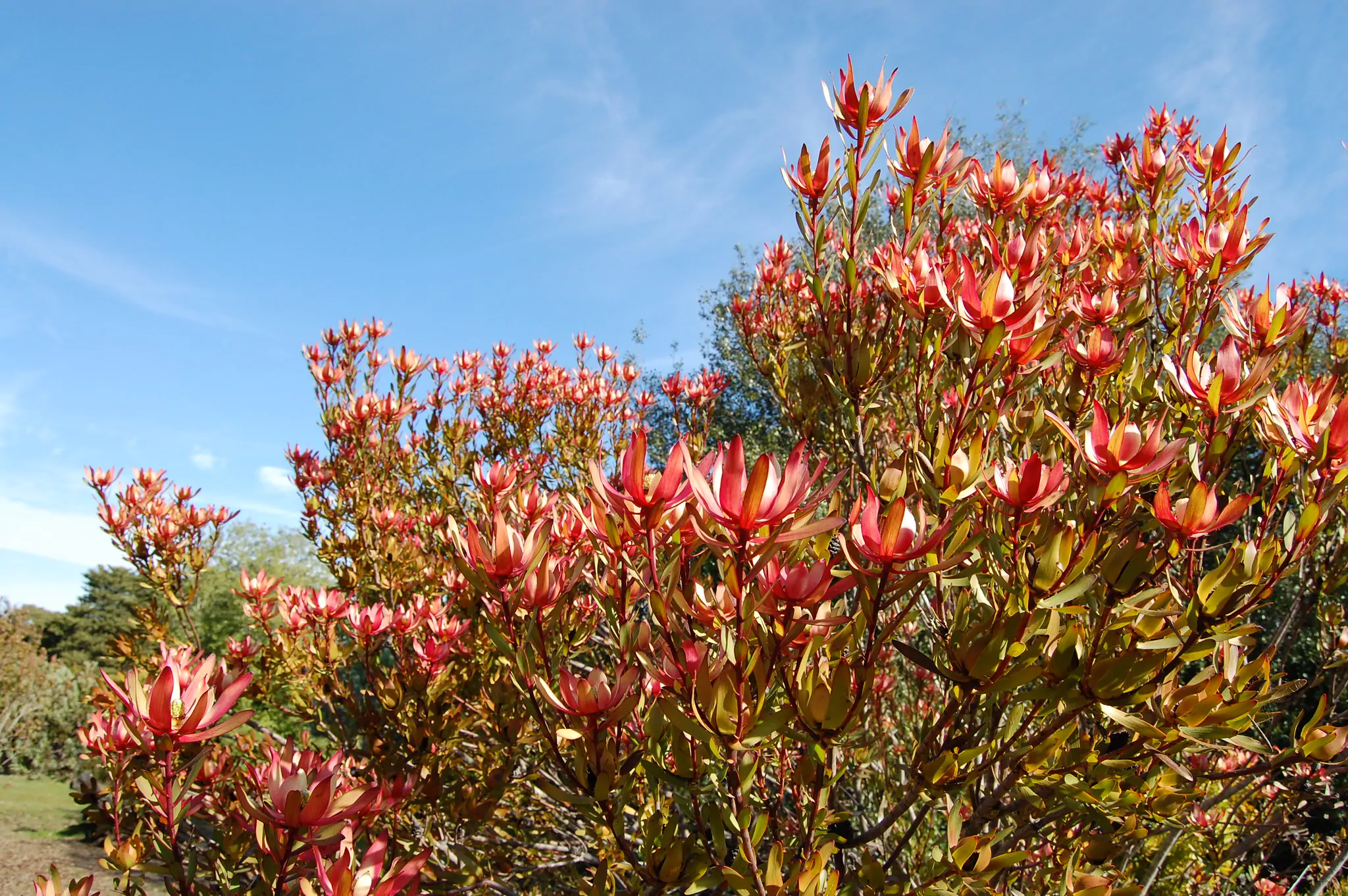 Leucadendron salignum - Common Sunshine Conebush, Yellow Conebush, Willow Conebush, Geelbos