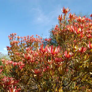 Leucadendron salignum - Common Sunshine Conebush, Yellow Conebush, Willow Conebush, Geelbos