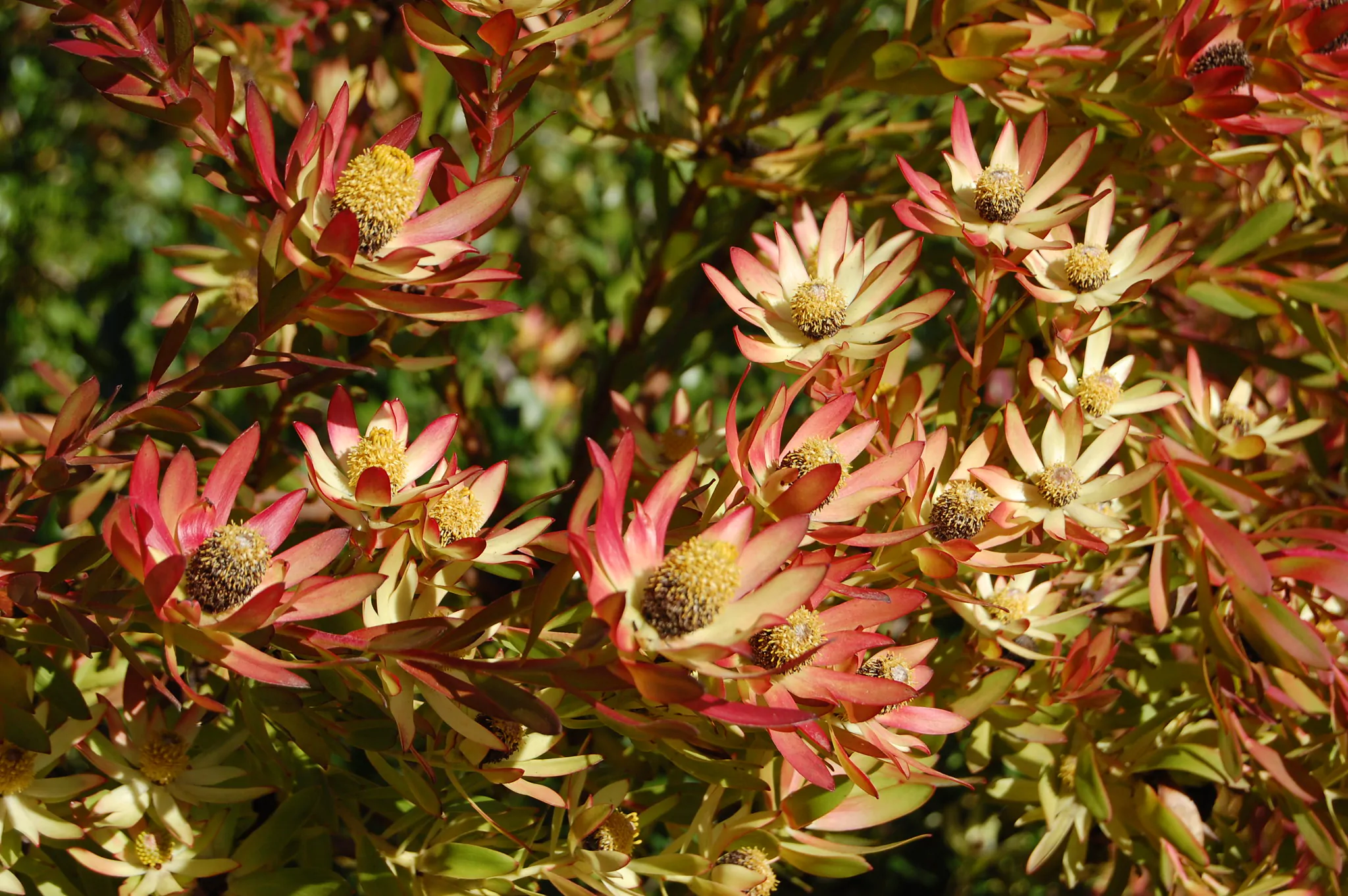 Leucadendron salignum - Common Sunshine Conebush, Yellow Conebush, Willow Conebush, Geelbos - Image 2