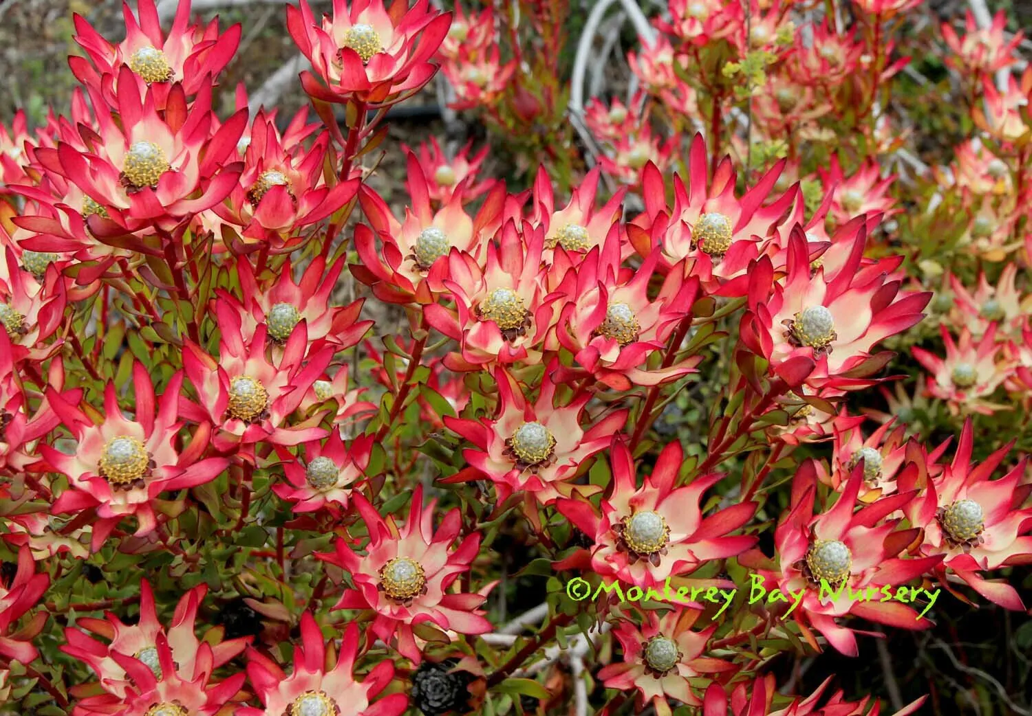 Leucadendron salignum - Common Sunshine Conebush, Yellow Conebush, Willow Conebush, Geelbos - Image 3