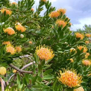 Leucospermum conocarpodendron - Tree Pincushion, Grey Tree Pincushion, Goudsboom