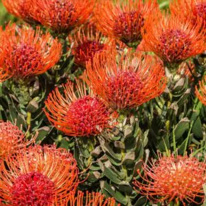 Leucospermum cordifolium - Nodding Pincushion, Pincushion Protea
