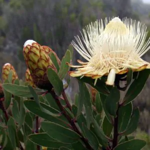Protea caffra subsp. kilimandscharica - Kilimanjaro Sugarbush, Kilimanjaro Protea, Kili Sugarbush