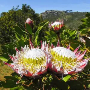 Protea cynaroides - King Protea, Giant Protea, King Sugarbush, Honey Pot Protea