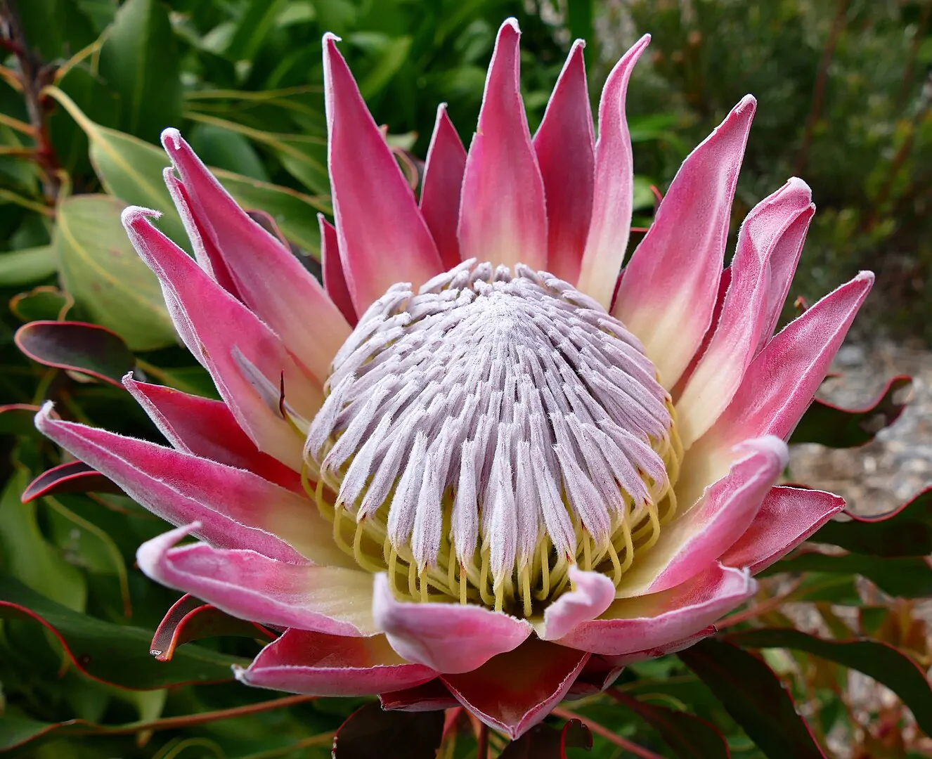 Protea cynaroides - King Protea, Giant Protea, King Sugarbush, Honey Pot Protea - Image 4