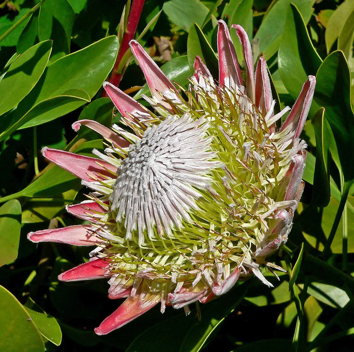 Protea cynaroides - King Protea, Giant Protea, King Sugarbush, Honey Pot Protea - Image 5