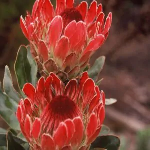 Protea eximia - Duchess Protea, Broad-leaf Sugarbush
