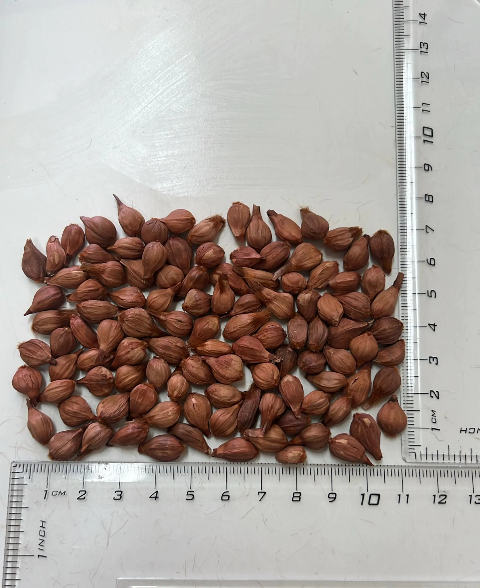 Protea magnifica - Queen Protea, Queen Sugarbush, Bearded Protea - Image 6