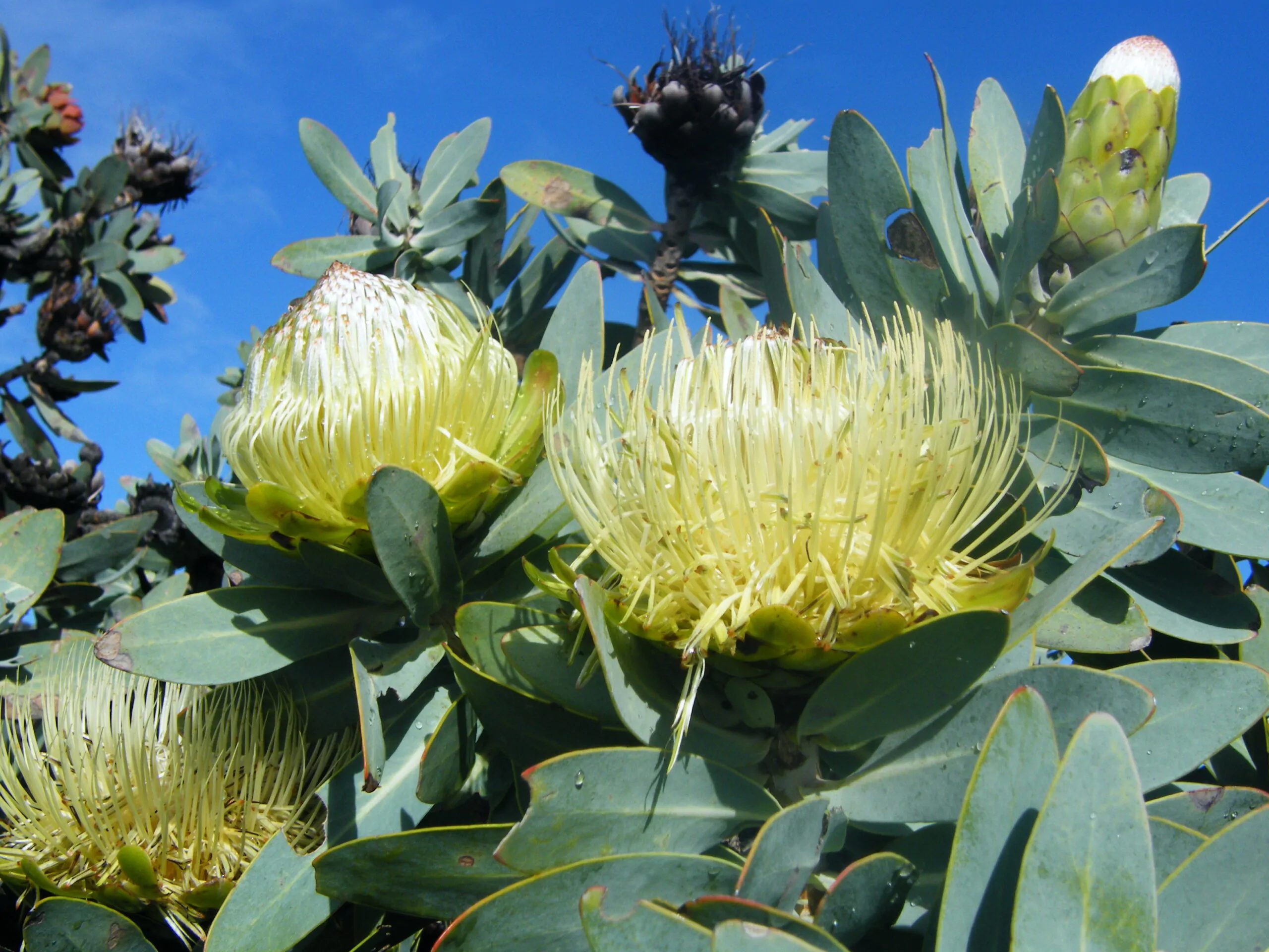 Protea nitida - Wagon tree, Waboom, Blousuikerbos - Image 2
