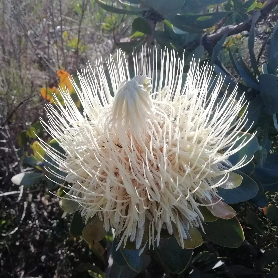 Protea nitida - Wagon tree, Waboom, Blousuikerbos - Image 3