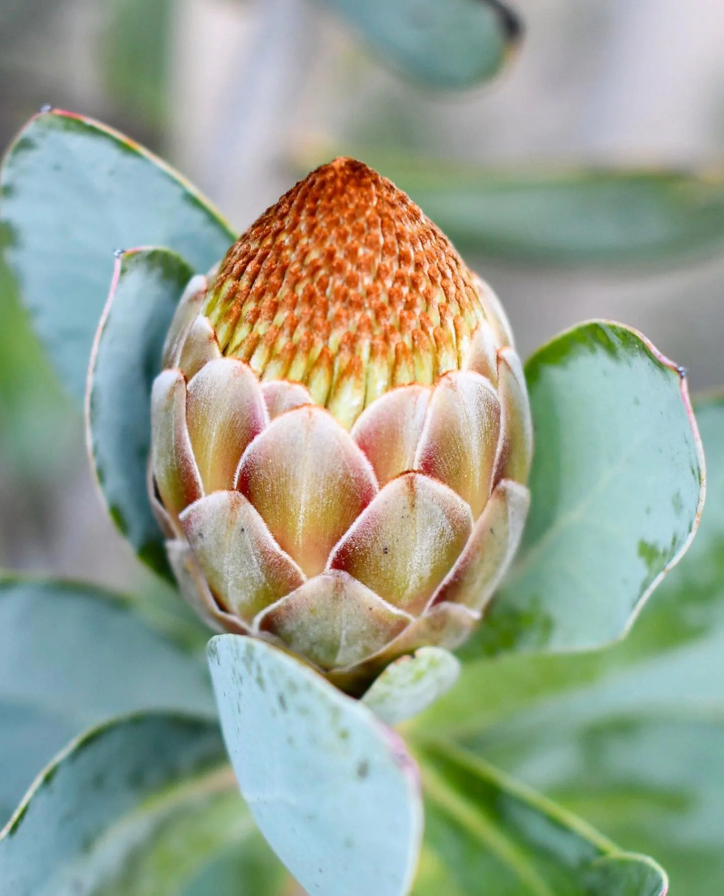 Protea nitida - Wagon tree, Waboom or Blousuikerbos - Image 4