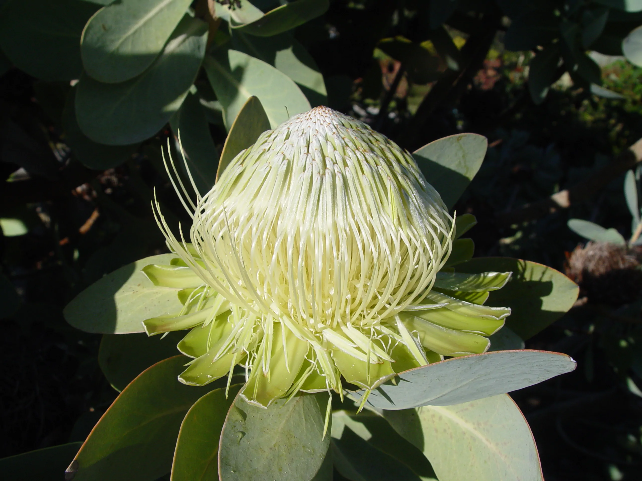 Protea nitida - Wagon tree, Waboom, Blousuikerbos - Image 6