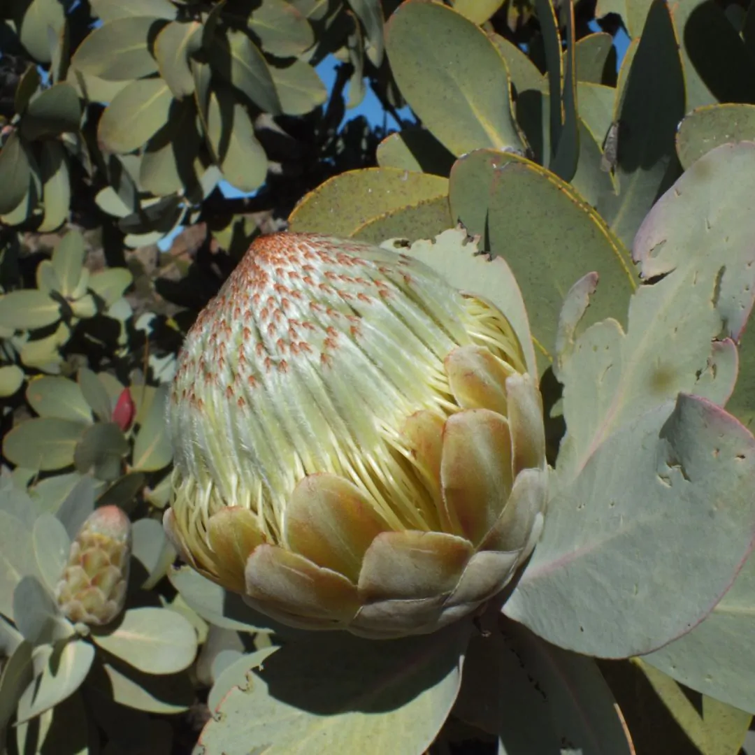 Protea nitida - Wagon tree, Waboom or Blousuikerbos - Image 7