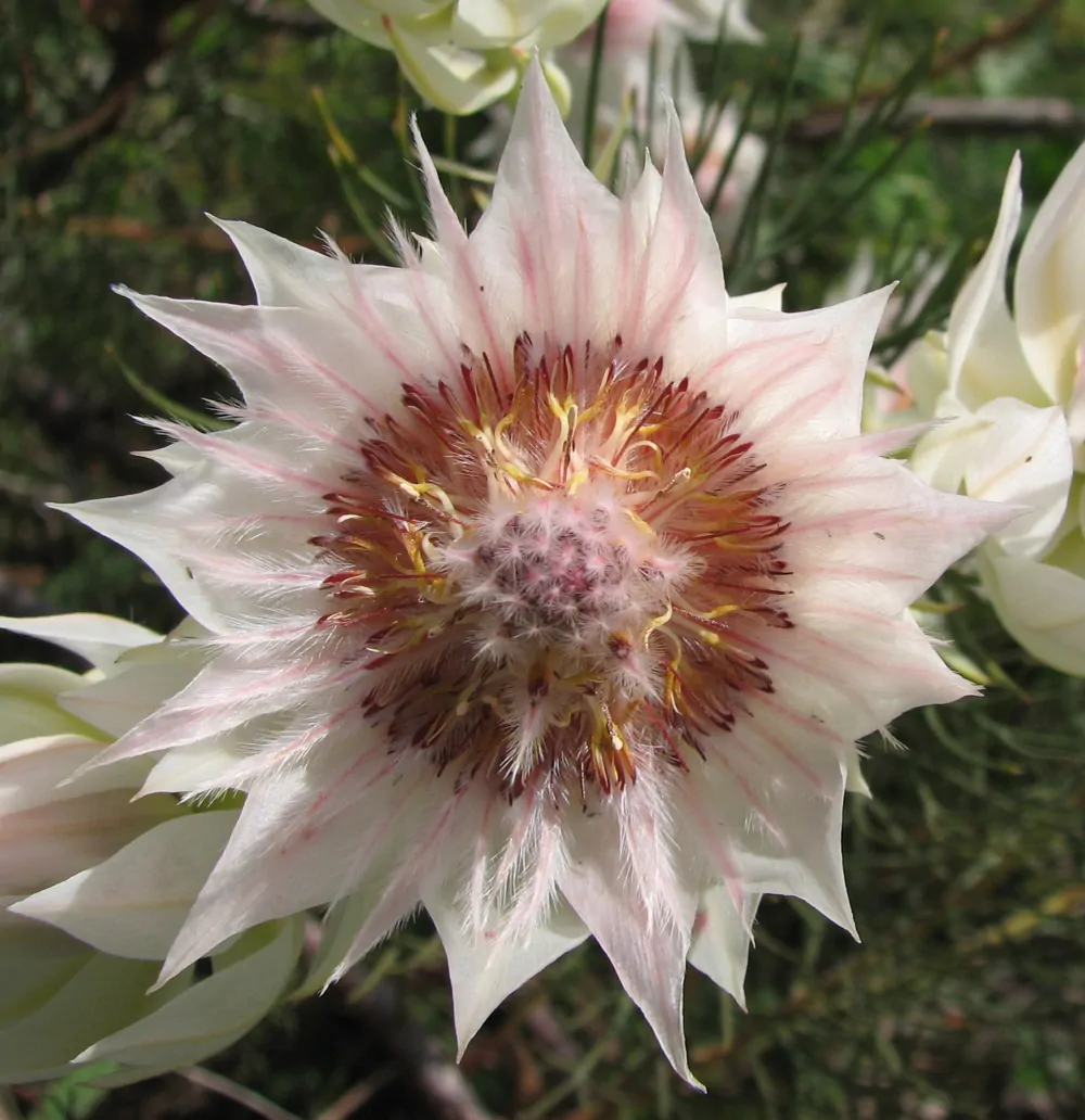 Serruria florida - Blushing Bride, Pride of Franschhoek, Bride’s Protea - Image 2