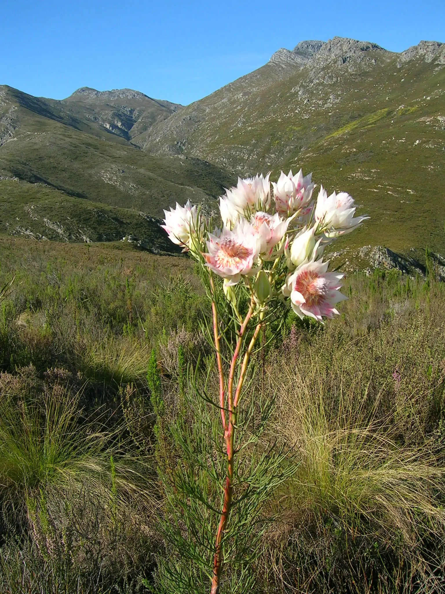 Serruria florida - Blushing Bride, Pride of Franschhoek, Bride’s Protea - Image 3