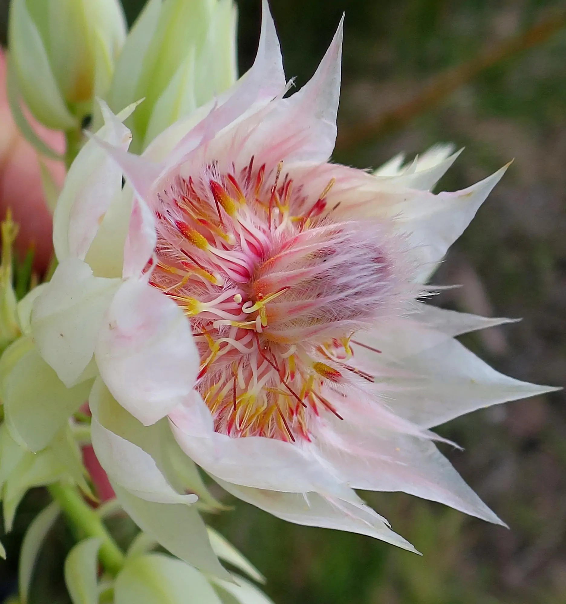 Serruria florida - Blushing Bride, Pride of Franschhoek, Bride’s Protea - Image 4
