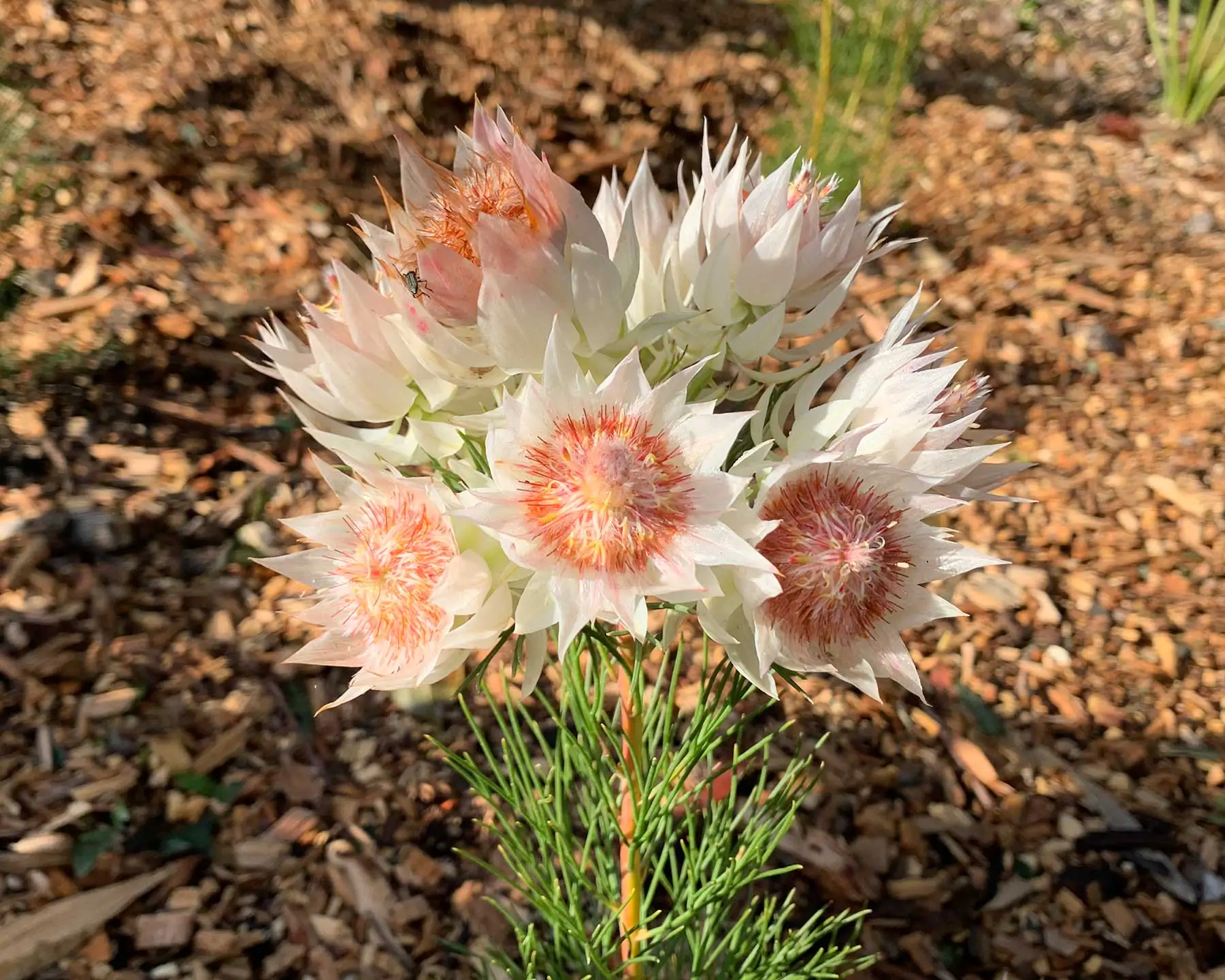 Serruria florida - Blushing Bride, Pride of Franschhoek, Bride’s Protea - Image 5