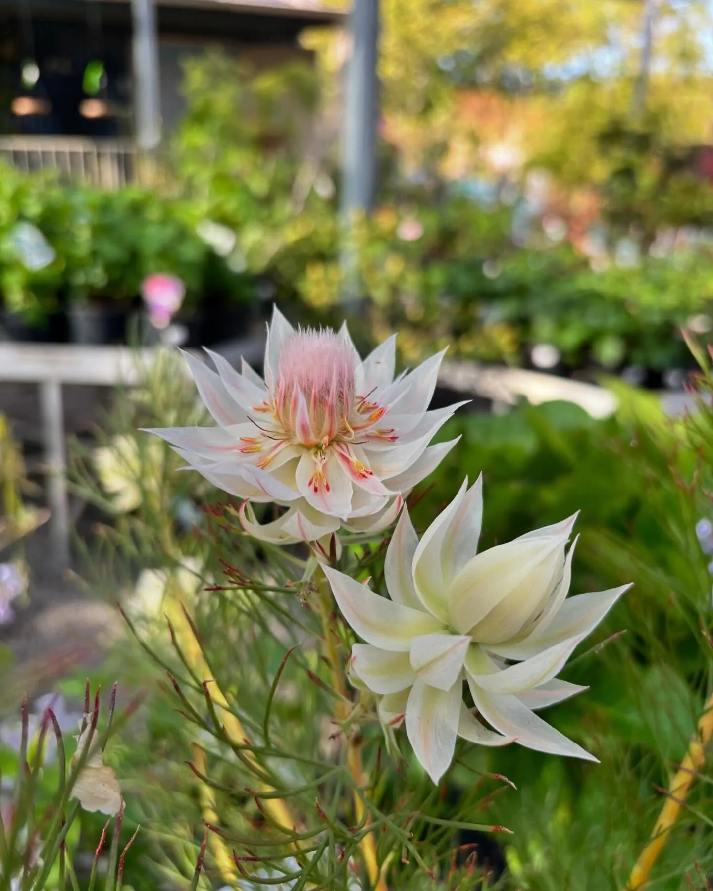 Serruria florida - Blushing Bride, Pride of Franschhoek, Bride’s Protea - Image 6