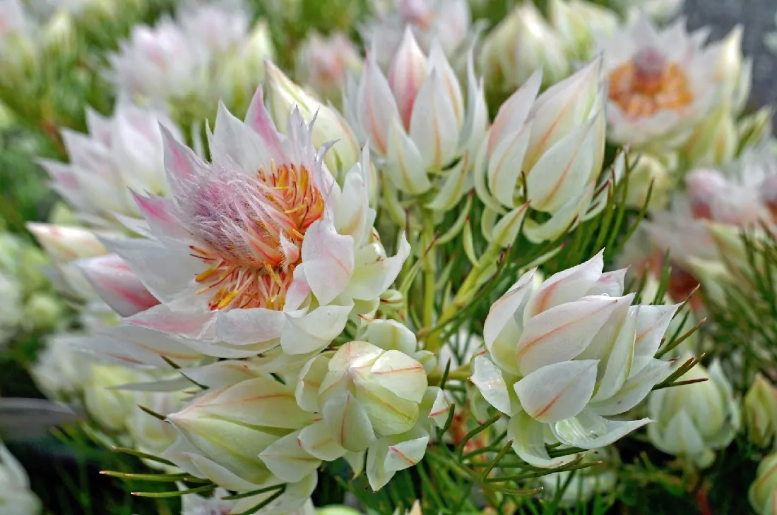 Serruria florida - Blushing Bride, Pride of Franschhoek, Bride’s Protea