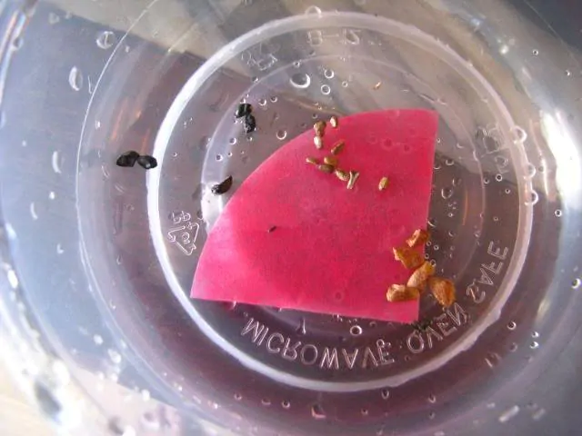 Smoke Primer - Fynbos Germinator Disc - Smoke Infused Paper Disc Germination Aid for Seeds - Image 5