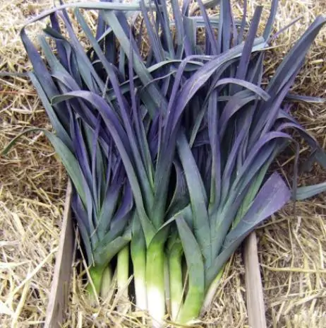 Allium porrum 'St Victor D'Hiver' - Violet Leaf, Leek Saint Victor
