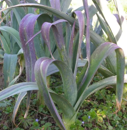 Allium porrum 'St Victor D'Hiver' - Violet Leaf, Leek Saint Victor - Image 3