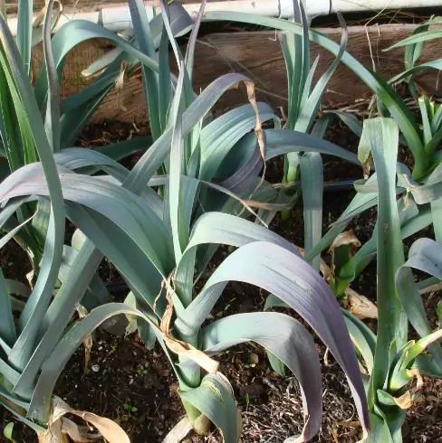 Allium porrum 'St Victor D'Hiver' - Violet Leaf, Leek Saint Victor - Image 4