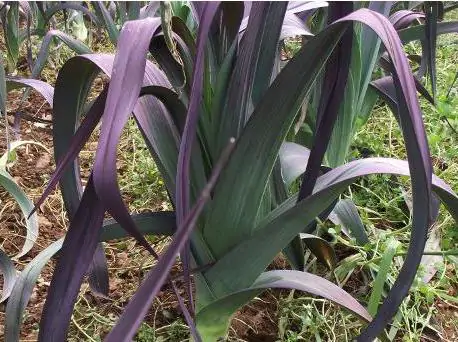 Allium porrum 'St Victor D'Hiver' - Violet Leaf, Leek Saint Victor - Image 5