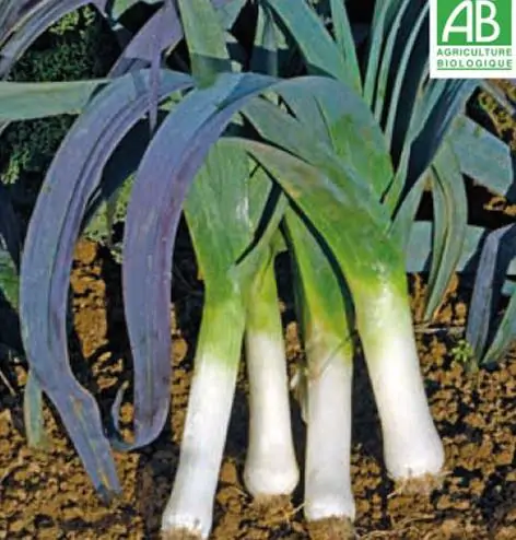 Allium porrum 'St Victor D'Hiver' - Violet Leaf, Leek Saint Victor - Image 6