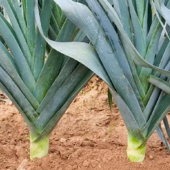 Allium porrum 'St Victor D'Hiver' - Violet Leaf, Leek Saint Victor - Image 8