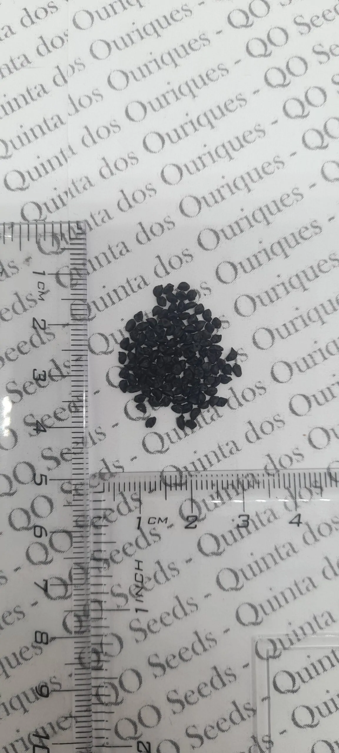 Allium porrum 'St Victor D'Hiver' - Violet Leaf, Leek Saint Victor - Image 13