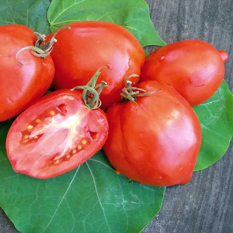 Solanum lycopersicum 'Amish Paste' - Amish Paste Tomato, Amish Paste Heirloom Tomato, Amish Paste Plum Tomato - Image 3