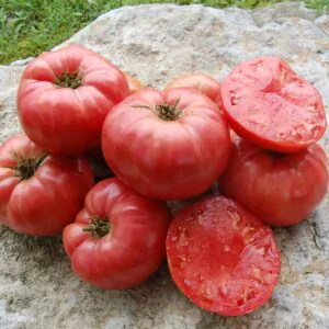 Solanum lycopersicum 'German Pink' - German Pink Tomato, German Pink Heirloom Tomato