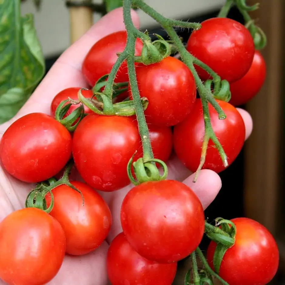 Solanum lycopersicum 'Principe Borghese' - Principe Borghese Tomato, Principe Borghese Heirloom Tomato, Italian Drying Tomato - Image 4