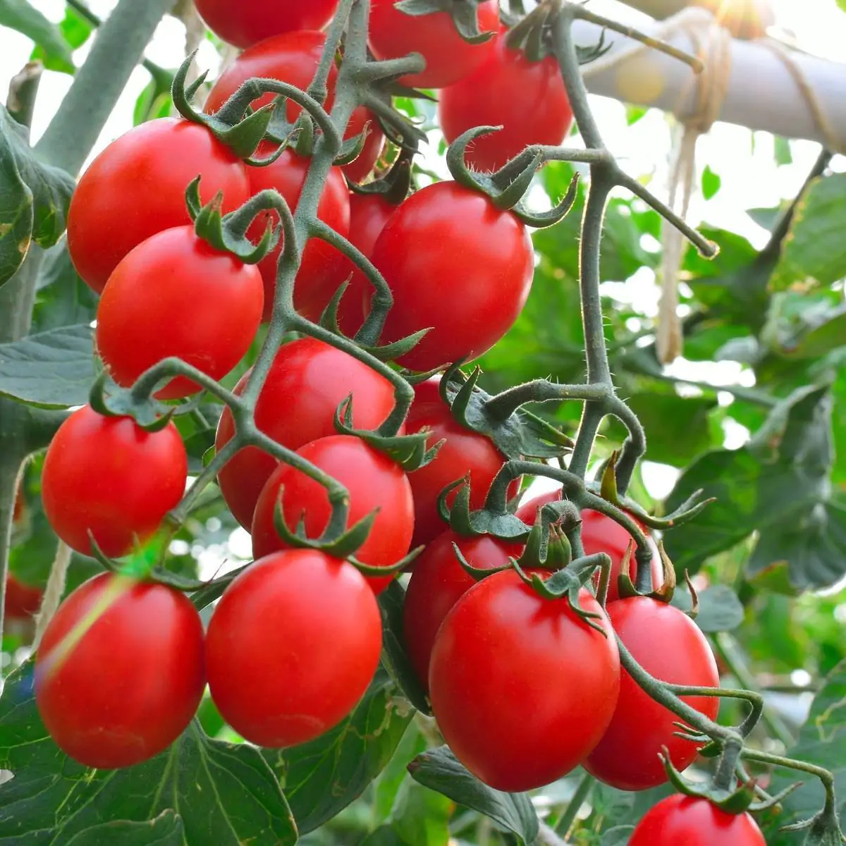 Solanum lycopersicum 'Principe Borghese' - Principe Borghese Tomato, Principe Borghese Heirloom Tomato, Italian Drying Tomato - Image 5