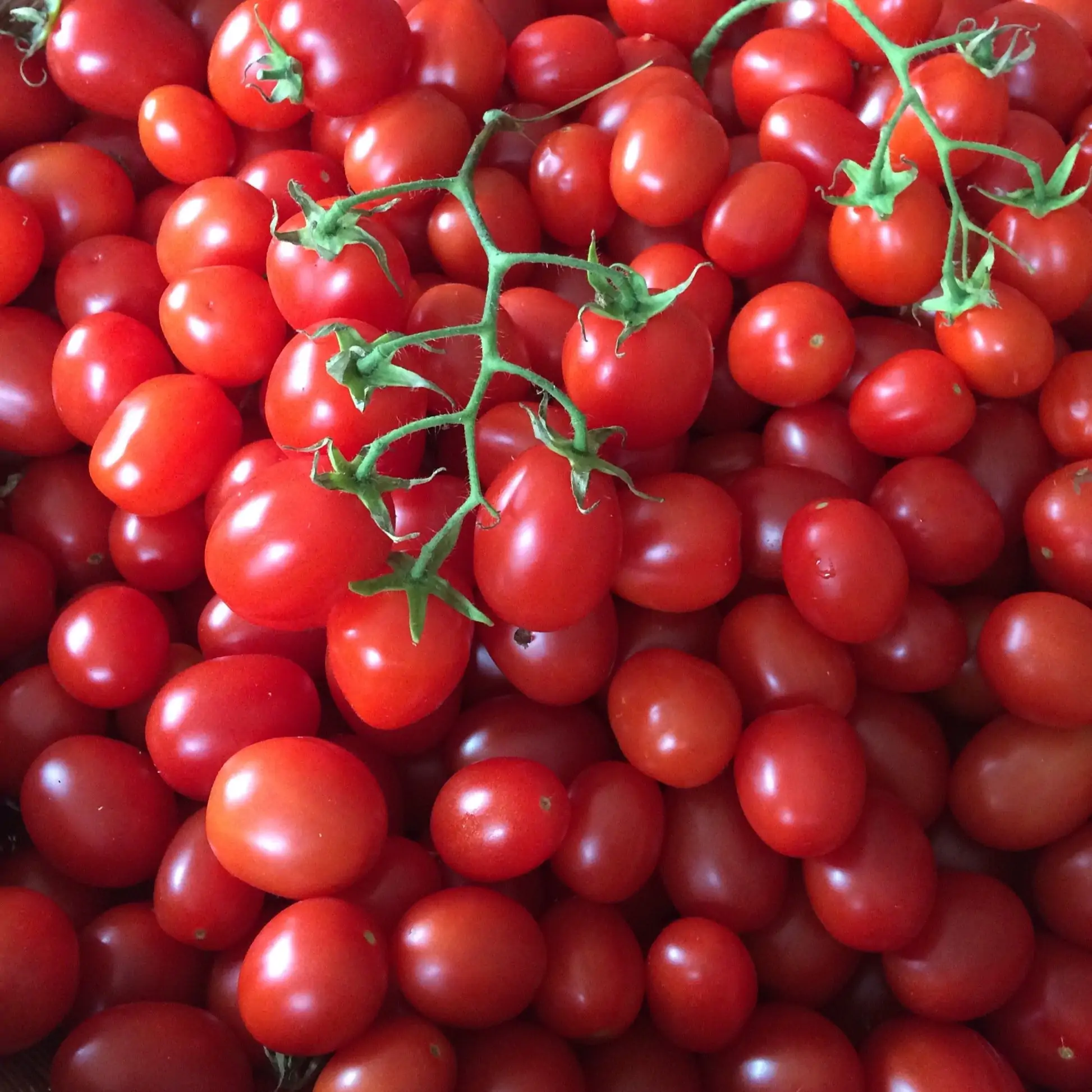 Solanum lycopersicum 'Principe Borghese' - Principe Borghese Tomato, Principe Borghese Heirloom Tomato, Italian Drying Tomato - Image 6