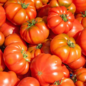 Solanum lycopersicum 'Rosso Sicilian' - Rosso Sicilian Tomato, Rosso Sicilian Heirloom Tomato, Sicilian Red Tomato