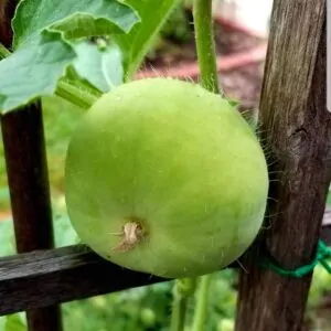 Benincasa fistulosa -  Ash Gourd, White Wax Winter Melon, Tinda