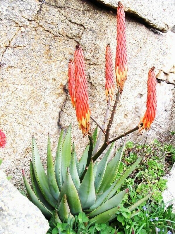 Aloe reitzii - Reitz Aloe - Image 4