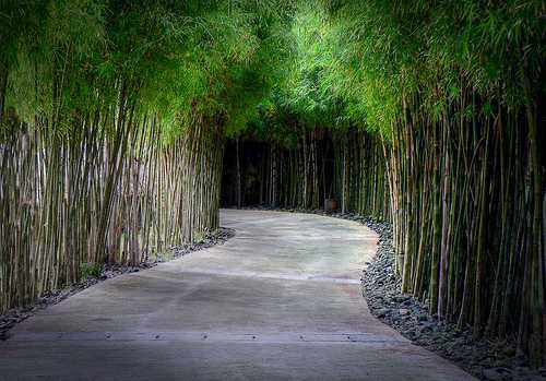 Phyllostachys edulis / Phyllostachys pubescens / Bambos moosoo / Bambusa edulis  - Moso Bamboo, Tortoise-shell Bamboo, Mao zhu